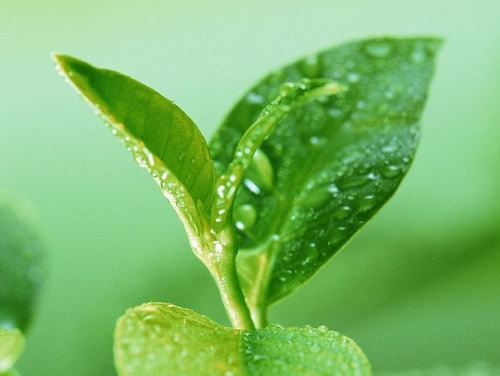 上海茶叶礼盒团购